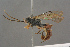  ( - BC-ZSM-HYM-27497-H04)  @13 [ ] CreativeCommons - Attribution Non-Commercial Share-Alike (2017) SNSB, Staatliche Naturwissenschaftliche Sammlungen Bayerns ZSM (SNSB, Zoologische Staatssammlung Muenchen)