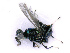  ( - BC-ZSM-HYM-27501-C09)  @11 [ ] CreativeCommons - Attribution Non-Commercial Share-Alike (2016) SNSB, Staatliche Naturwissenschaftliche Sammlungen Bayerns ZSM (SNSB, Zoologische Staatssammlung Muenchen)