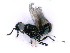  ( - BC-ZSM-HYM-27501-C10)  @11 [ ] CreativeCommons - Attribution Non-Commercial Share-Alike (2016) SNSB, Staatliche Naturwissenschaftliche Sammlungen Bayerns ZSM (SNSB, Zoologische Staatssammlung Muenchen)