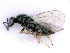  ( - BC-ZSM-HYM-27501-G01)  @13 [ ] CreativeCommons - Attribution Non-Commercial Share-Alike (2016) SNSB, Staatliche Naturwissenschaftliche Sammlungen Bayerns ZSM (SNSB, Zoologische Staatssammlung Muenchen)