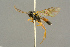  ( - BC-ZSM-HYM-27503-A01)  @11 [ ] CreativeCommons - Attribution Non-Commercial Share-Alike (2016) SNSB, Staatliche Naturwissenschaftliche Sammlungen Bayerns ZSM (SNSB, Zoologische Staatssammlung Muenchen)