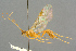  ( - BC-ZSM-HYM-27503-A03)  @13 [ ] CreativeCommons - Attribution Non-Commercial Share-Alike (2016) SNSB, Staatliche Naturwissenschaftliche Sammlungen Bayerns ZSM (SNSB, Zoologische Staatssammlung Muenchen)