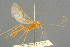  ( - BC-ZSM-HYM-27503-A04)  @11 [ ] CreativeCommons - Attribution Non-Commercial Share-Alike (2016) SNSB, Staatliche Naturwissenschaftliche Sammlungen Bayerns ZSM (SNSB, Zoologische Staatssammlung Muenchen)