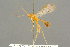  ( - BC-ZSM-HYM-27503-D03)  @11 [ ] CreativeCommons - Attribution Non-Commercial Share-Alike (2016) SNSB, Staatliche Naturwissenschaftliche Sammlungen Bayerns ZSM (SNSB, Zoologische Staatssammlung Muenchen)