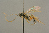  ( - BC-ZSM-HYM-27503-D05)  @11 [ ] CreativeCommons - Attribution Non-Commercial Share-Alike (2016) SNSB, Staatliche Naturwissenschaftliche Sammlungen Bayerns ZSM (SNSB, Zoologische Staatssammlung Muenchen)
