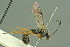  ( - BC-ZSM-HYM-27503-G03)  @13 [ ] CreativeCommons - Attribution Non-Commercial Share-Alike (2016) SNSB, Staatliche Naturwissenschaftliche Sammlungen Bayerns ZSM (SNSB, Zoologische Staatssammlung Muenchen)