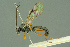  ( - BC-ZSM-HYM-27503-G04)  @13 [ ] CreativeCommons - Attribution Non-Commercial Share-Alike (2016) SNSB, Staatliche Naturwissenschaftliche Sammlungen Bayerns ZSM (SNSB, Zoologische Staatssammlung Muenchen)