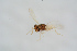 ( - BC-ZSM-HYM-27504-A05)  @11 [ ] CreativeCommons - Attribution Non-Commercial Share-Alike (2017) SNSB, Staatliche Naturwissenschaftliche Sammlungen Bayerns ZSM (SNSB, Zoologische Staatssammlung Muenchen)