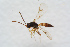  ( - BC-ZSM-HYM-27504-B02)  @12 [ ] CreativeCommons - Attribution Non-Commercial Share-Alike (2017) SNSB, Staatliche Naturwissenschaftliche Sammlungen Bayerns ZSM (SNSB, Zoologische Staatssammlung Muenchen)