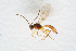  ( - BC-ZSM-HYM-27504-B07)  @13 [ ] CreativeCommons - Attribution Non-Commercial Share-Alike (2017) SNSB, Staatliche Naturwissenschaftliche Sammlungen Bayerns ZSM (SNSB, Zoologische Staatssammlung Muenchen)