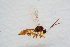  ( - BC-ZSM-HYM-27504-F12)  @12 [ ] CreativeCommons - Attribution Non-Commercial Share-Alike (2017) SNSB, Staatliche Naturwissenschaftliche Sammlungen Bayerns ZSM (SNSB, Zoologische Staatssammlung Muenchen)