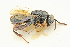  (Neohybothorax - BC-ZSM-HYM-27511-A03)  @11 [ ] CreativeCommons - Attribution Non-Commercial Share-Alike (2016) SNSB, Staatliche Naturwissenschaftliche Sammlungen Bayerns ZSM (SNSB, Zoologische Staatssammlung Muenchen)