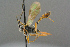  ( - BC-ZSM-HYM-27533-A04)  @11 [ ] CreativeCommons - Attribution Non-Commercial Share-Alike (2016) SNSB, Staatliche Naturwissenschaftliche Sammlungen Bayerns ZSM (SNSB, Zoologische Staatssammlung Muenchen)