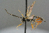  ( - BC-ZSM-HYM-27533-A05)  @11 [ ] CreativeCommons - Attribution Non-Commercial Share-Alike (2016) SNSB, Staatliche Naturwissenschaftliche Sammlungen Bayerns ZSM (SNSB, Zoologische Staatssammlung Muenchen)