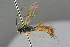  ( - BC-ZSM-HYM-27533-A06)  @11 [ ] CreativeCommons - Attribution Non-Commercial Share-Alike (2016) SNSB, Staatliche Naturwissenschaftliche Sammlungen Bayerns ZSM (SNSB, Zoologische Staatssammlung Muenchen)