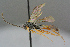  ( - BC-ZSM-HYM-27533-A07)  @14 [ ] CreativeCommons - Attribution Non-Commercial Share-Alike (2016) SNSB, Staatliche Naturwissenschaftliche Sammlungen Bayerns ZSM (SNSB, Zoologische Staatssammlung Muenchen)