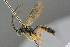  ( - BC-ZSM-HYM-27533-A08)  @11 [ ] CreativeCommons - Attribution Non-Commercial Share-Alike (2016) SNSB, Staatliche Naturwissenschaftliche Sammlungen Bayerns ZSM (SNSB, Zoologische Staatssammlung Muenchen)