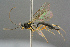  ( - BC-ZSM-HYM-27533-A09)  @13 [ ] CreativeCommons - Attribution Non-Commercial Share-Alike (2016) SNSB, Staatliche Naturwissenschaftliche Sammlungen Bayerns ZSM (SNSB, Zoologische Staatssammlung Muenchen)