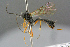  ( - BC-ZSM-HYM-27533-A10)  @13 [ ] CreativeCommons - Attribution Non-Commercial Share-Alike (2016) SNSB, Staatliche Naturwissenschaftliche Sammlungen Bayerns ZSM (SNSB, Zoologische Staatssammlung Muenchen)
