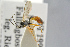  ( - BC-ZSM-HYM-27533-B02)  @11 [ ] CreativeCommons - Attribution Non-Commercial Share-Alike (2016) SNSB, Staatliche Naturwissenschaftliche Sammlungen Bayerns ZSM (SNSB, Zoologische Staatssammlung Muenchen)
