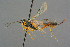  ( - BC-ZSM-HYM-27533-B03)  @11 [ ] CreativeCommons - Attribution Non-Commercial Share-Alike (2016) SNSB, Staatliche Naturwissenschaftliche Sammlungen Bayerns ZSM (SNSB, Zoologische Staatssammlung Muenchen)