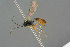  ( - BC-ZSM-HYM-27533-B04)  @13 [ ] CreativeCommons - Attribution Non-Commercial Share-Alike (2016) SNSB, Staatliche Naturwissenschaftliche Sammlungen Bayerns ZSM (SNSB, Zoologische Staatssammlung Muenchen)