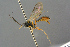  ( - BC-ZSM-HYM-27533-B06)  @11 [ ] CreativeCommons - Attribution Non-Commercial Share-Alike (2016) SNSB, Staatliche Naturwissenschaftliche Sammlungen Bayerns ZSM (SNSB, Zoologische Staatssammlung Muenchen)