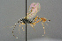  ( - BC-ZSM-HYM-27533-B07)  @11 [ ] CreativeCommons - Attribution Non-Commercial Share-Alike (2016) SNSB, Staatliche Naturwissenschaftliche Sammlungen Bayerns ZSM (SNSB, Zoologische Staatssammlung Muenchen)
