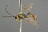  ( - BC-ZSM-HYM-27533-B08)  @12 [ ] CreativeCommons - Attribution Non-Commercial Share-Alike (2016) SNSB, Staatliche Naturwissenschaftliche Sammlungen Bayerns ZSM (SNSB, Zoologische Staatssammlung Muenchen)
