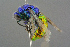 ( - BC-ZSM-HYM-27533-B12)  @13 [ ] CreativeCommons - Attribution Non-Commercial Share-Alike (2016) SNSB, Staatliche Naturwissenschaftliche Sammlungen Bayerns ZSM (SNSB, Zoologische Staatssammlung Muenchen)