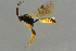  ( - BC-ZSM-HYM-27533-C04)  @12 [ ] CreativeCommons - Attribution Non-Commercial Share-Alike (2016) SNSB, Staatliche Naturwissenschaftliche Sammlungen Bayerns ZSM (SNSB, Zoologische Staatssammlung Muenchen)