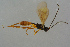  ( - BC-ZSM-HYM-27533-C06)  @13 [ ] CreativeCommons - Attribution Non-Commercial Share-Alike (2016) SNSB, Staatliche Naturwissenschaftliche Sammlungen Bayerns ZSM (SNSB, Zoologische Staatssammlung Muenchen)