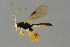  ( - BC-ZSM-HYM-27533-C07)  @14 [ ] CreativeCommons - Attribution Non-Commercial Share-Alike (2016) SNSB, Staatliche Naturwissenschaftliche Sammlungen Bayerns ZSM (SNSB, Zoologische Staatssammlung Muenchen)