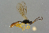  ( - BC-ZSM-HYM-27533-C09)  @14 [ ] CreativeCommons - Attribution Non-Commercial Share-Alike (2016) SNSB, Staatliche Naturwissenschaftliche Sammlungen Bayerns ZSM (SNSB, Zoologische Staatssammlung Muenchen)