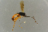  ( - BC-ZSM-HYM-27533-D01)  @14 [ ] CreativeCommons - Attribution Non-Commercial Share-Alike (2016) SNSB, Staatliche Naturwissenschaftliche Sammlungen Bayerns ZSM (SNSB, Zoologische Staatssammlung Muenchen)