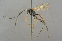  ( - BC-ZSM-HYM-27533-D06)  @14 [ ] CreativeCommons - Attribution Non-Commercial Share-Alike (2016) SNSB, Staatliche Naturwissenschaftliche Sammlungen Bayerns ZSM (SNSB, Zoologische Staatssammlung Muenchen)