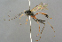  (Cryptopimpla - BC-ZSM-HYM-27533-D07)  @15 [ ] CreativeCommons - Attribution Non-Commercial Share-Alike (2016) SNSB, Staatliche Naturwissenschaftliche Sammlungen Bayerns ZSM (SNSB, Zoologische Staatssammlung Muenchen)
