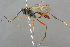  (Exetastes adpressorius - BC-ZSM-HYM-27533-D08)  @13 [ ] CreativeCommons - Attribution Non-Commercial Share-Alike (2016) SNSB, Staatliche Naturwissenschaftliche Sammlungen Bayerns ZSM (SNSB, Zoologische Staatssammlung Muenchen)