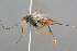  ( - BC-ZSM-HYM-27533-D09)  @11 [ ] CreativeCommons - Attribution Non-Commercial Share-Alike (2016) SNSB, Staatliche Naturwissenschaftliche Sammlungen Bayerns ZSM (SNSB, Zoologische Staatssammlung Muenchen)