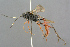  ( - BC-ZSM-HYM-27533-E10)  @13 [ ] CreativeCommons - Attribution Non-Commercial Share-Alike (2016) SNSB, Staatliche Naturwissenschaftliche Sammlungen Bayerns ZSM (SNSB, Zoologische Staatssammlung Muenchen)