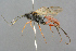  (Hoplismenus bidentatus - BC-ZSM-HYM-27533-E11)  @14 [ ] CreativeCommons - Attribution Non-Commercial Share-Alike (2016) SNSB, Staatliche Naturwissenschaftliche Sammlungen Bayerns ZSM (SNSB, Zoologische Staatssammlung Muenchen)