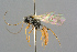  ( - BC-ZSM-HYM-27533-E12)  @12 [ ] CreativeCommons - Attribution Non-Commercial Share-Alike (2016) SNSB, Staatliche Naturwissenschaftliche Sammlungen Bayerns ZSM (SNSB, Zoologische Staatssammlung Muenchen)