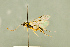  ( - BC-ZSM-HYM-27566-A04)  @11 [ ] CreativeCommons - Attribution Non-Commercial Share-Alike (2016) SNSB, Staatliche Naturwissenschaftliche Sammlungen Bayerns ZSM (SNSB, Zoologische Staatssammlung Muenchen)