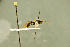  ( - BC-ZSM-HYM-27566-B06)  @11 [ ] CreativeCommons - Attribution Non-Commercial Share-Alike (2016) SNSB, Staatliche Naturwissenschaftliche Sammlungen Bayerns ZSM (SNSB, Zoologische Staatssammlung Muenchen)