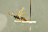  ( - BC-ZSM-HYM-27566-B07)  @12 [ ] CreativeCommons - Attribution Non-Commercial Share-Alike (2016) SNSB, Staatliche Naturwissenschaftliche Sammlungen Bayerns ZSM (SNSB, Zoologische Staatssammlung Muenchen)