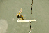  ( - BC-ZSM-HYM-27566-B08)  @11 [ ] CreativeCommons - Attribution Non-Commercial Share-Alike (2016) SNSB, Staatliche Naturwissenschaftliche Sammlungen Bayerns ZSM (SNSB, Zoologische Staatssammlung Muenchen)