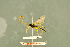  ( - BC-ZSM-HYM-27566-C03)  @11 [ ] CreativeCommons - Attribution Non-Commercial Share-Alike (2016) SNSB, Staatliche Naturwissenschaftliche Sammlungen Bayerns ZSM (SNSB, Zoologische Staatssammlung Muenchen)