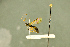  ( - BC-ZSM-HYM-27566-C04)  @11 [ ] CreativeCommons - Attribution Non-Commercial Share-Alike (2016) SNSB, Staatliche Naturwissenschaftliche Sammlungen Bayerns ZSM (SNSB, Zoologische Staatssammlung Muenchen)