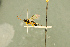  ( - BC-ZSM-HYM-27566-C05)  @11 [ ] CreativeCommons - Attribution Non-Commercial Share-Alike (2016) SNSB, Staatliche Naturwissenschaftliche Sammlungen Bayerns ZSM (SNSB, Zoologische Staatssammlung Muenchen)