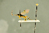  ( - BC-ZSM-HYM-27566-C06)  @11 [ ] CreativeCommons - Attribution Non-Commercial Share-Alike (2016) SNSB, Staatliche Naturwissenschaftliche Sammlungen Bayerns ZSM (SNSB, Zoologische Staatssammlung Muenchen)